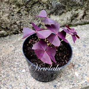 Three 3 Plants Oxalis triangularis 'Butterfly' Purple Shamrock House Plant or Garden Plant with Excellent Purple Foliage Perennial image 2