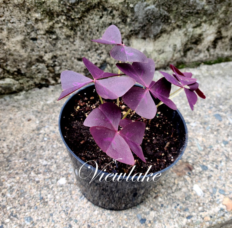 Three 3 Plants Oxalis triangularis 'Butterfly' Purple Shamrock House Plant or Garden Plant with Excellent Purple Foliage Perennial image 2