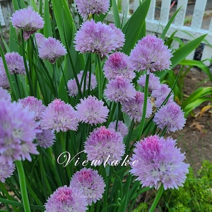Three (3) Organically Grown Chives Allium schoenoprasum - Heirloom - Edible Plants with Beautiful Flowers