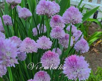 Five (5) Organically Grown Chives Allium schoenoprasum - Heirloom - Edible Plants with Beautiful Flowers
