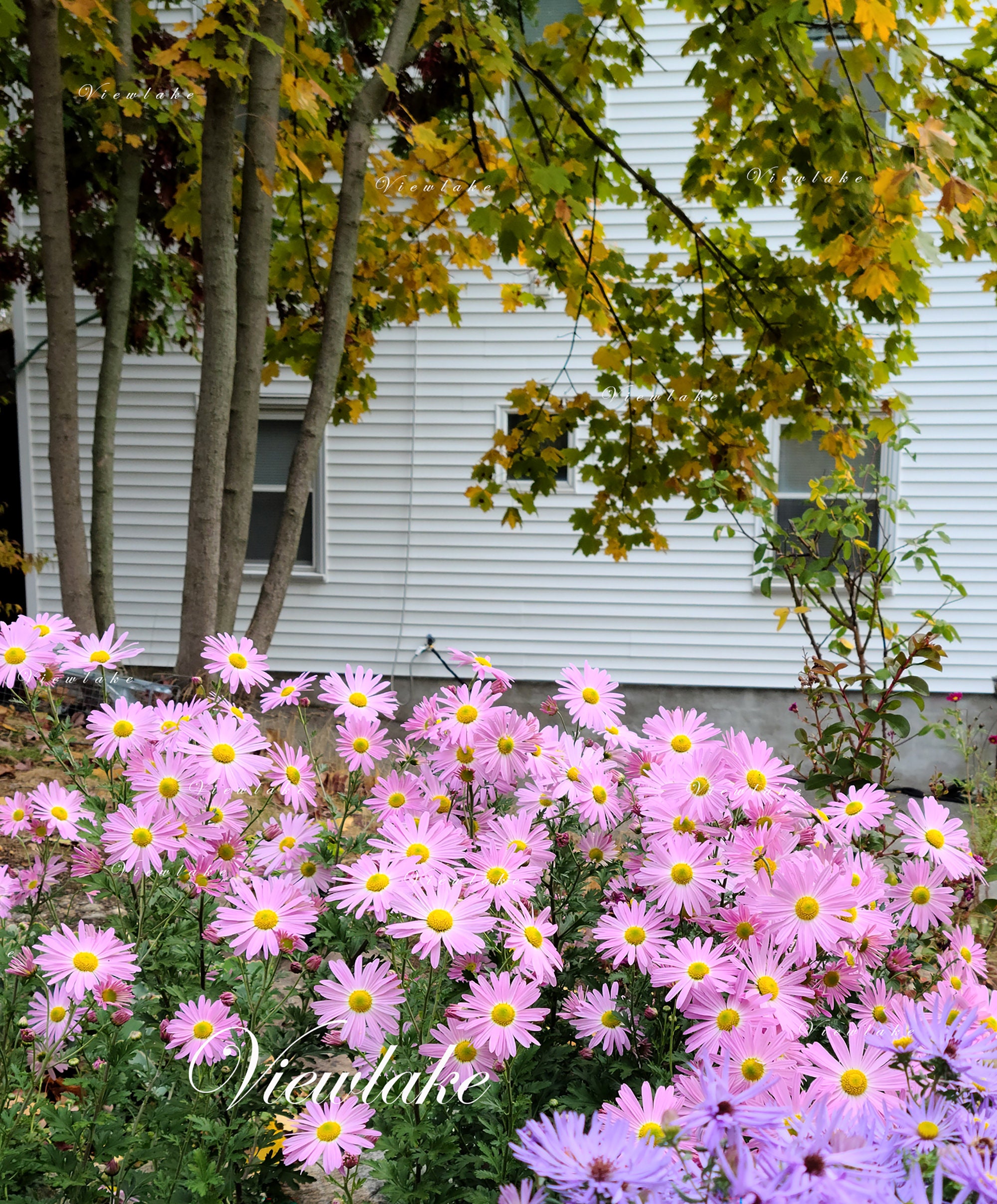 Image Of Summer Garden Filled With Alpine Plants Miniature Flowers And Pink  Osteopermum Daisies Creeping Jenny