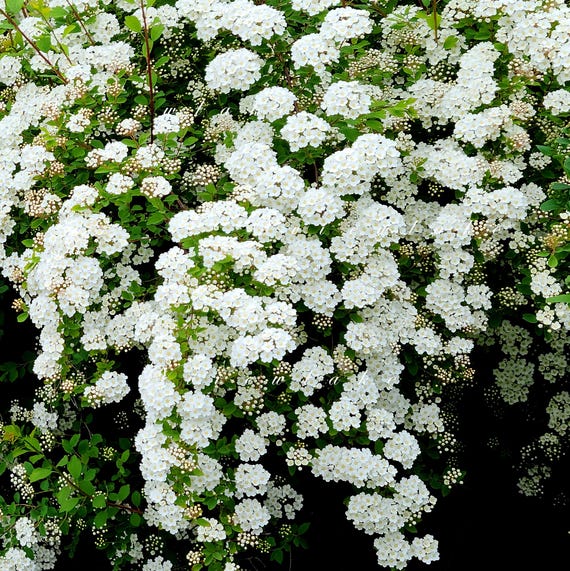 Organic Bridal Wreath Spirea, White Flower Spirea Bush, Live Plant