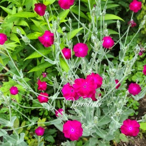 May include: A close-up of vibrant pink flowers with dark centers, set against a backdrop of green foliage. The flowers are in full bloom, showcasing their delicate petals. The image captures the beauty of nature, with a focus on the bright colors and textures of the flowers.