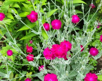 One Rose Campion Plant, 4” Container Sized Plant - Hot Pink Flowers - Butterfly Garden -Plant Gift