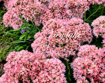 AUTUMN JOY Stonecrop Sedum Pink to Red Flowers Hardy