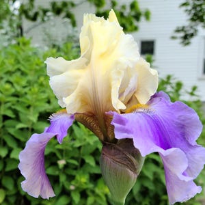 Large Lavender-Cream Bearded Iris - Iris Rhizome - Hardy Live Plant Gift Easy to Grow