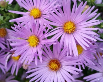 Pink-lavender Perennial Aster plant - bloom in fall - attract butterfly and bee -Live Plant Gift