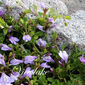 Twelve (12) Small Plants of Creeping Mazus - Mazus reptans - Rock Garden Between Stepping Stone Container Trailing Perennial Live Plants