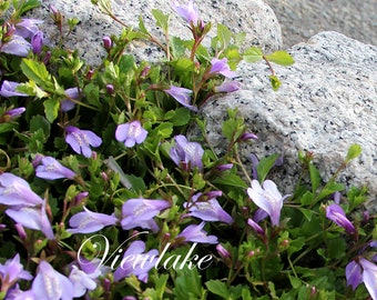 Twelve (12) Small Plants of Creeping Mazus - Mazus reptans - Rock Garden Between Stepping Stone Container Trailing Perennial Live Plants