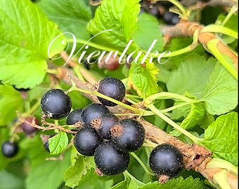 Organic Black Currant Plant - Aromatic Berry Bush, 20” Tall in Fruit-Bearing Age, Zones 4-8