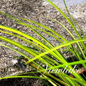 May include: Close-up of vibrant green and yellow ornamental grass blades, with the word "Viemlake" in a cursive font. The grass is set against a textured, gray and brown stone surface, creating a natural contrast.