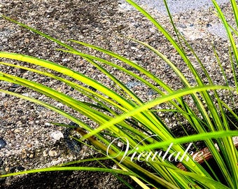 Variegated Sweet Flag Plant: Golden Perennial Grass for House, Pond, Garden