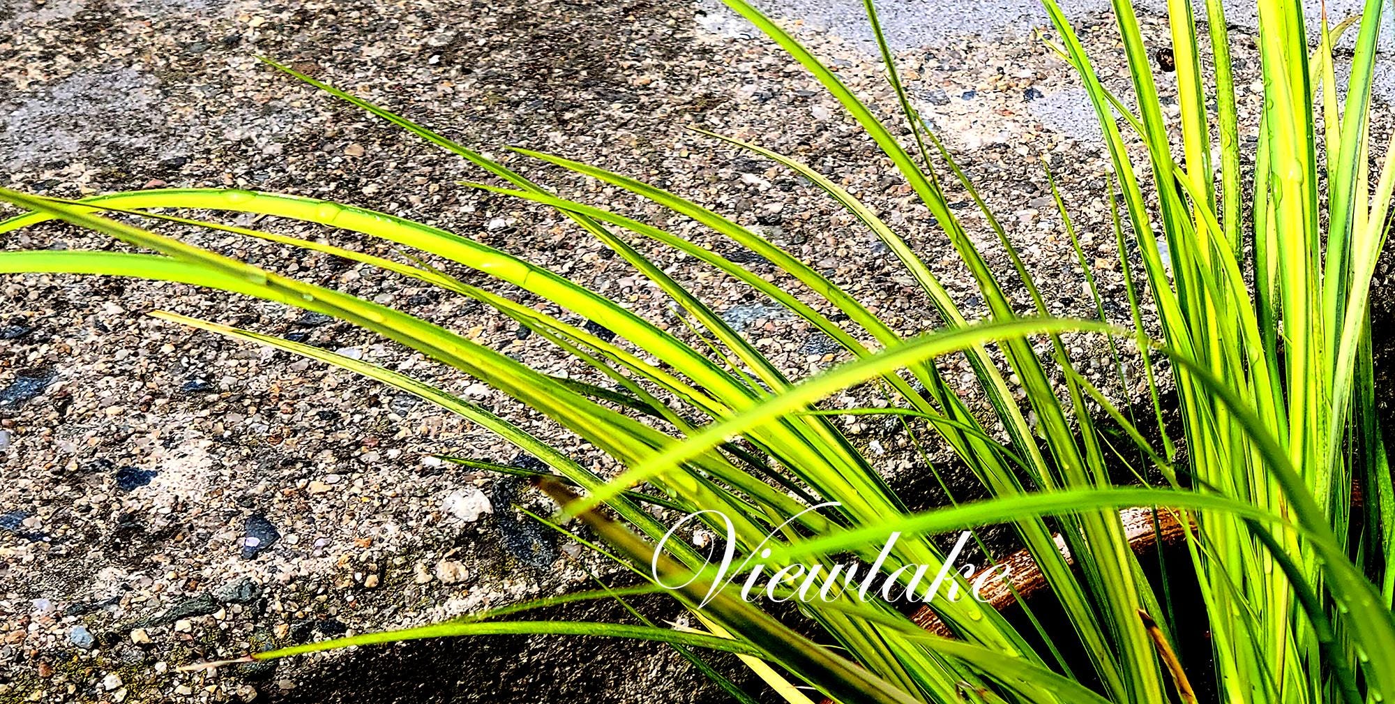 Variegated Sweet Flag Plant: Golden Perennial Grass for House, Pond, Garden  - Etsy