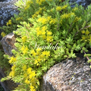 4 Container-Sized Plant or 15 Cuttings Sedum Sarmentosum Gold Moss Stonecrop for Ground Cover or Hanging Basket Winter-Hardy Perennial image 1