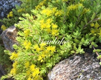 4" Container-Sized Plant or 15 Cuttings Sedum Sarmentosum- Gold Moss Stonecrop for Ground Cover or Hanging Basket - Winter-Hardy Perennial