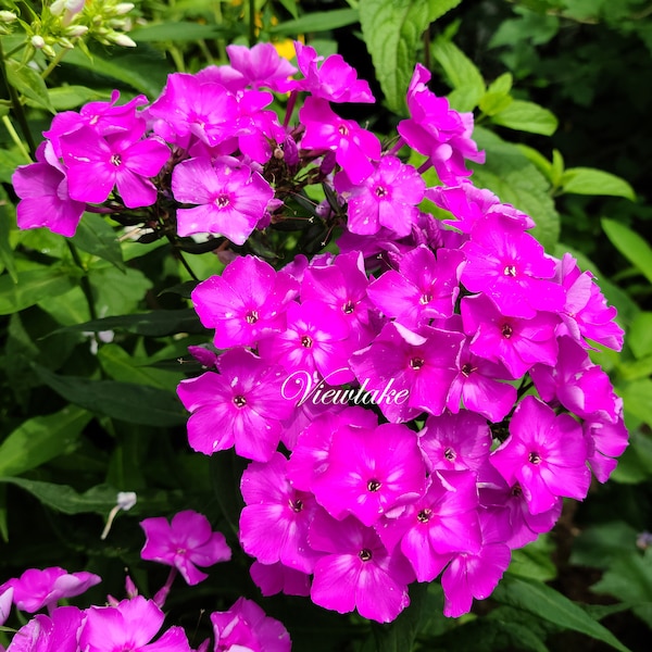 Rare Purple Phlox "Purple Star" Blooms from Summer to Fall -Perennial - Attract Butterfly Hummingbird - Live Plant