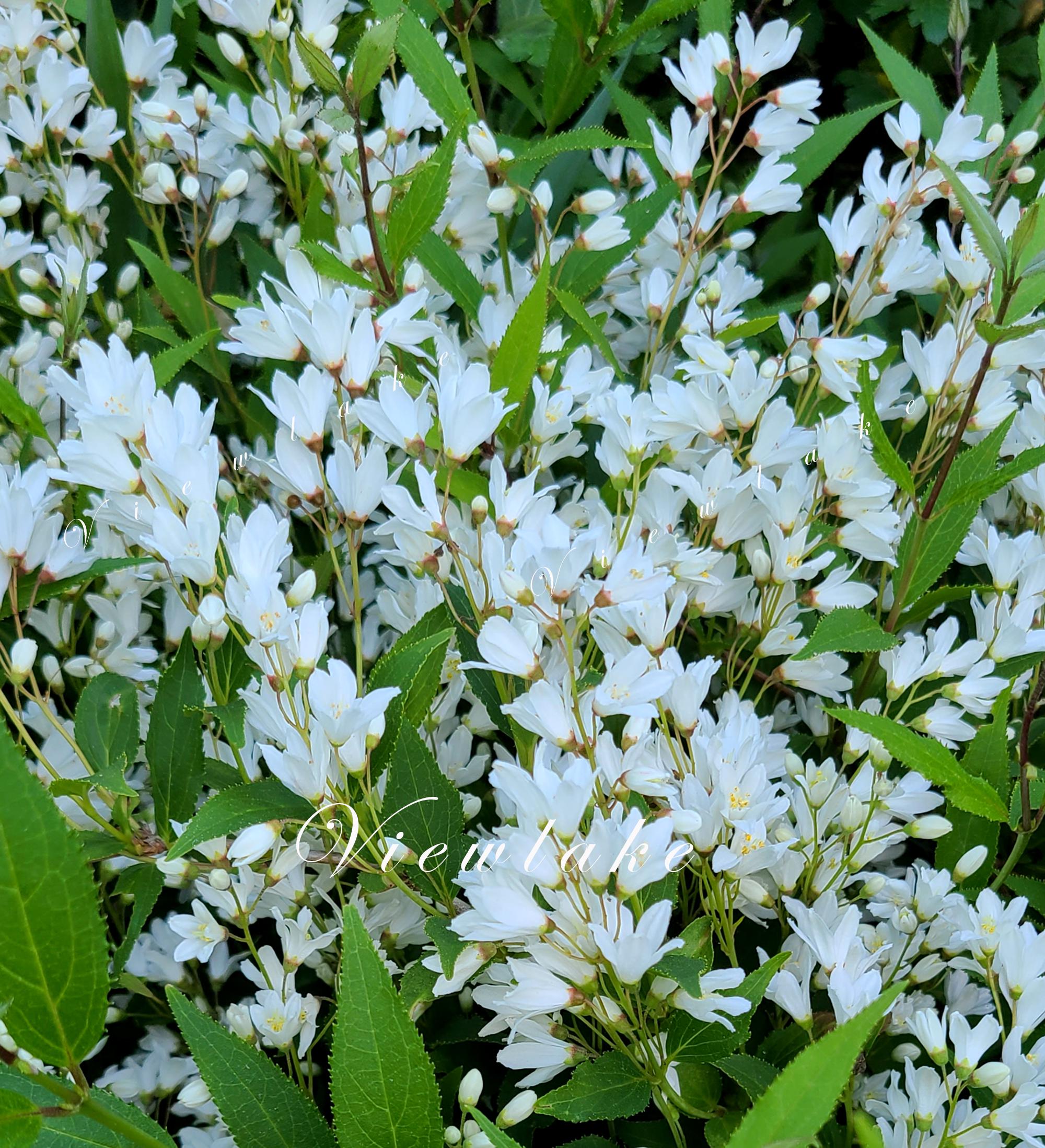 Slender Nikko Deutzia Shrub: White Flowers, Compact Size - Starter