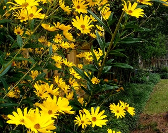 Two (2) Maximilian Sunflower Plants - Perennial Sunflower - Tall Private Screen Plants