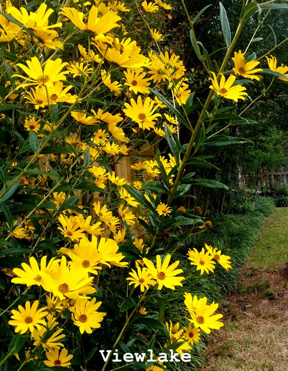 Maximilian Sunflower Live Plant Perennial Sunflower Etsy