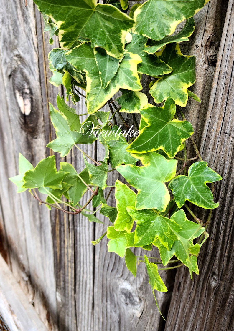 Five 5 Variegated English Ivy Plants Heavily Rooted Live House Plant Gift Air Purifying House Plant Light Green Live Hardy Plant image 1