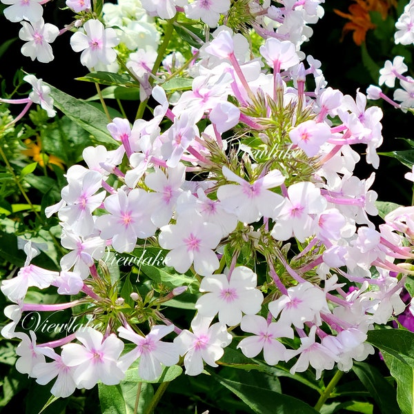 White Garden Phlox with a Pink Star Center - Bloom Summer to Fall - Hardy Perennial - Native Plant