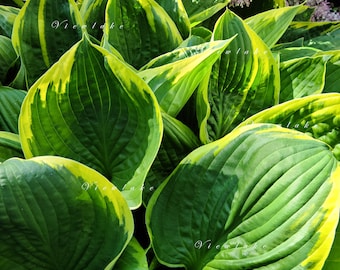 Hosta Regal Splendor Live Plant, Beautiful Hosta with Blue-Green Leaves Gold Margin, and Pink Flowers, Hardy Zones 3-9