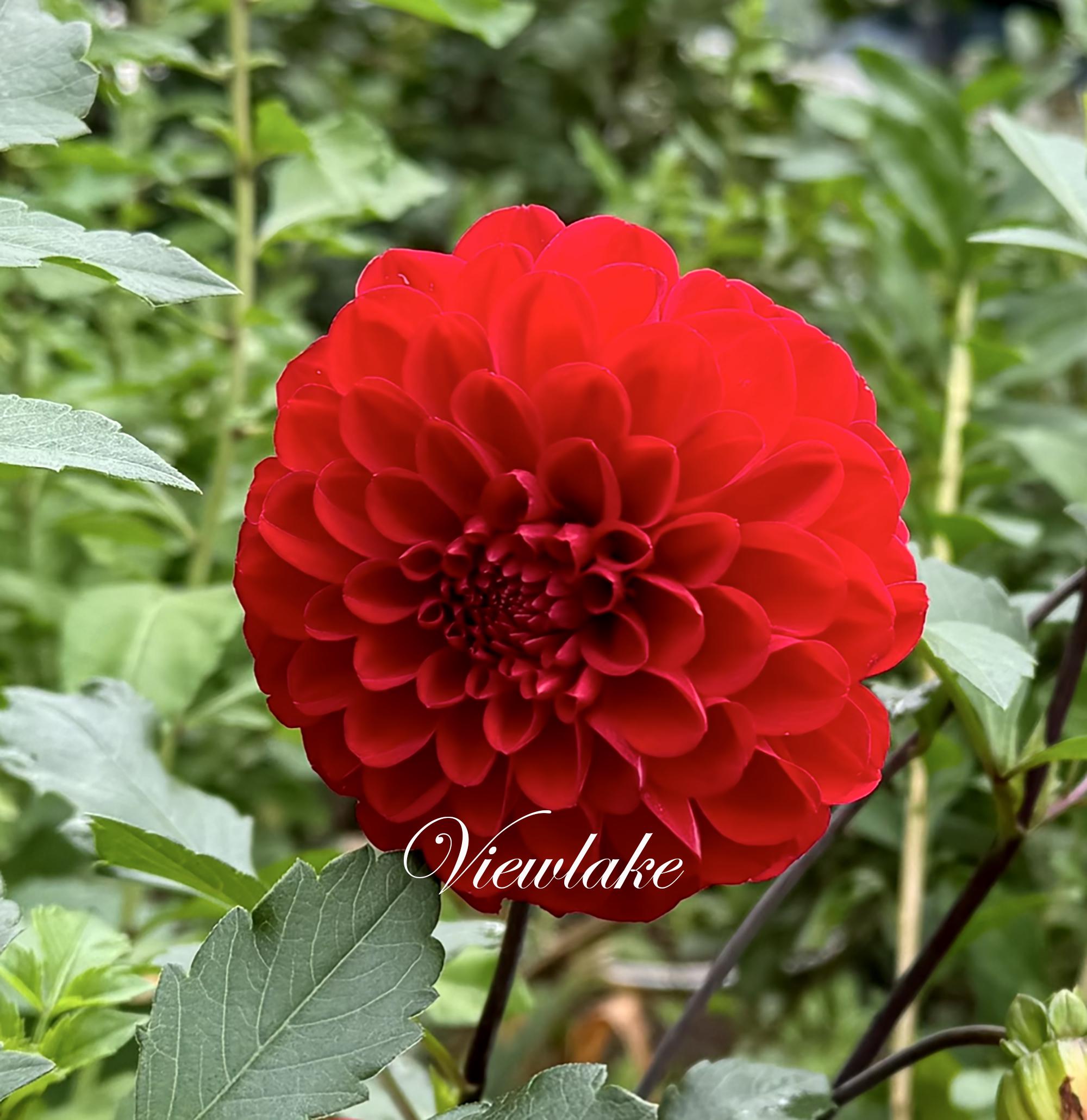 RED！DIANA！　REDflowerミュール Rare Cold Hardy Red Gloria Dahlia Bulbs- Medium Height Red