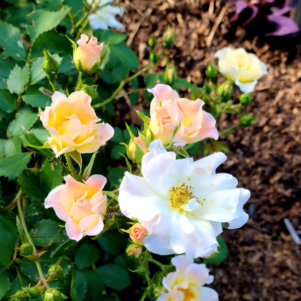Apricot Rose with Apricot to Blush Pink Fragrant Flowers Followed by Big Showy Orange Rose Hips - Ever Bloom Quart-Sized Rose