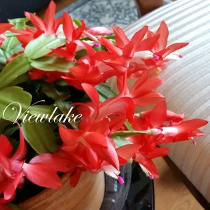 Thanksgiving/Christmas Cactus - Organically Grown - 5&quot; Tall - Red Cactus - Holiday Cactus Live Plant