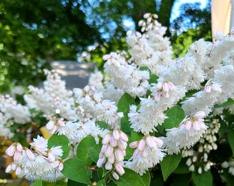 Deutzia Scabra - Summer White Flowers - Live Plant 20" Tall - Hardiness Zones 4-8