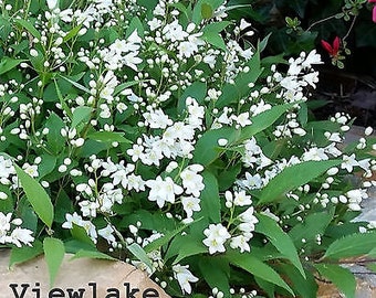 Deutzia "Slender Nikko" Shrub With White Flowers - Naturally Compact Size - Live Plant Gift