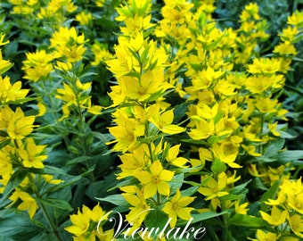 Two (2) Strong Yellow Loosestrife Perennial Plants - Lysimachia punctata - Bright Yellow Summer Flowers