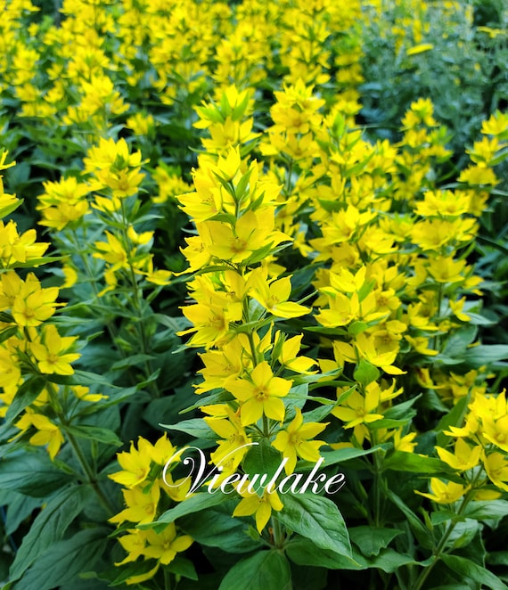 Two 2 Strong Yellow Loosestrife Perennial Plants Etsy