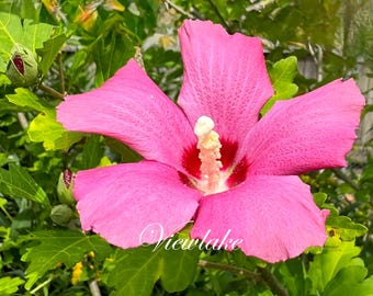 Pink Rose of Sharon Plant: Hibiscus Syriacus 'Woodbridge' - Summer Bloom