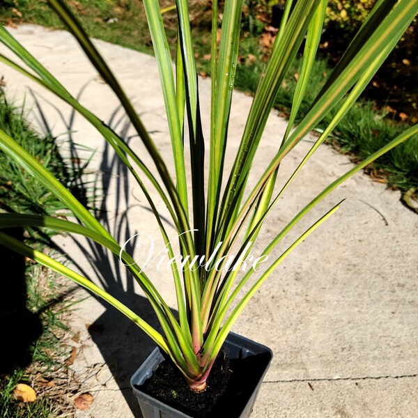 Dracaena indivisa Spike Grass - Cordyline - Starter Plant - Live House Plant Gift