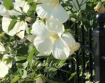 TALL WHITE Hardy Hibiscus Perennial with Large White Flowers- Starter Plant
