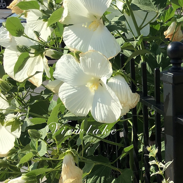 TALL WHITE Hardy Hibiscus Perennial with Large White Flowers- Starter Plant