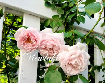 New Dawn Climbing Rose Plant: Blush Pink, Fragrant Blooms