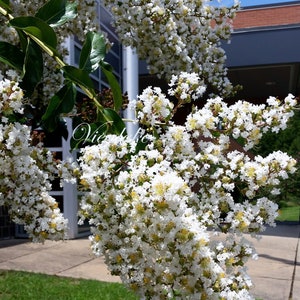 May include: Close-up of a flowering tree branch with clusters of white blossoms and green leaves. The flowers have yellow centers. The background includes a building and a clear blue sky. The word "Vie" is visible in the image.
