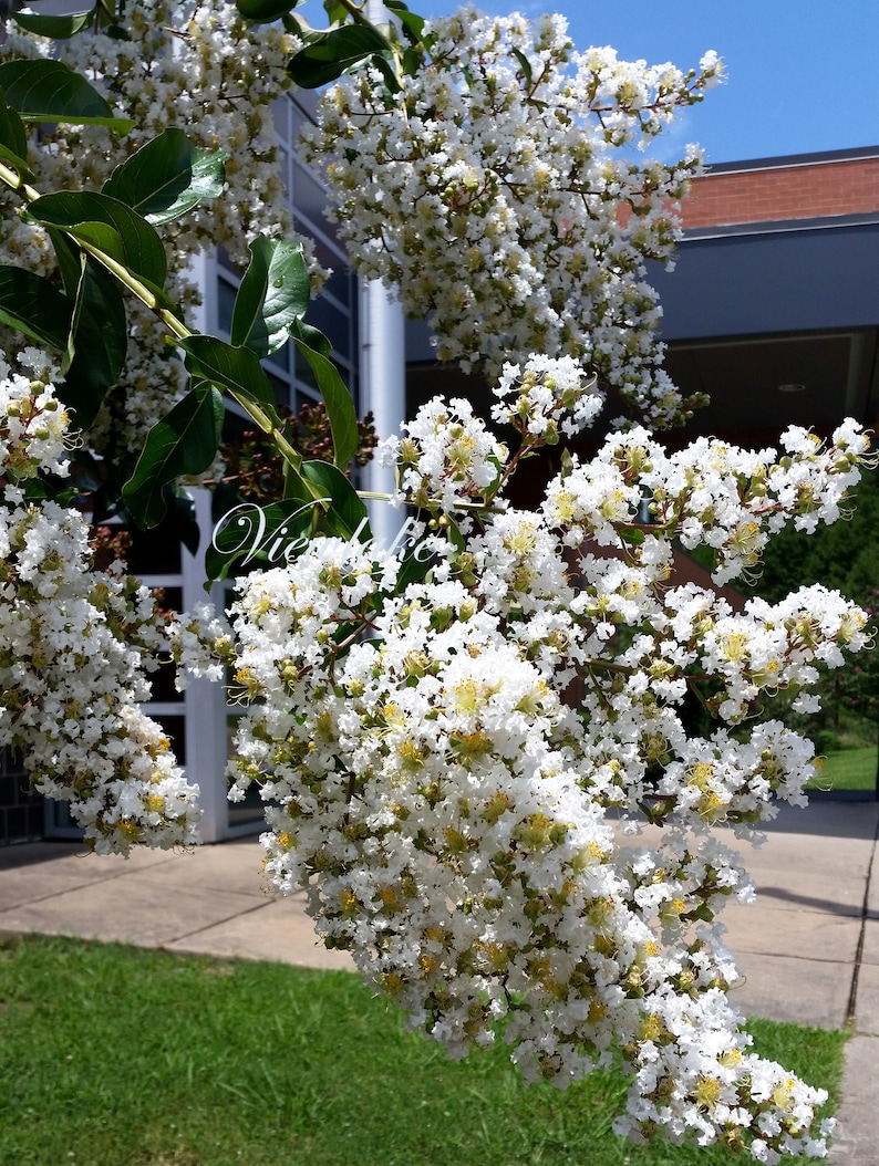 May include: Close-up of a flowering tree branch with clusters of white blossoms and green leaves. The flowers have yellow centers. The background includes a building and a clear blue sky. The word "Vie" is visible in the image.