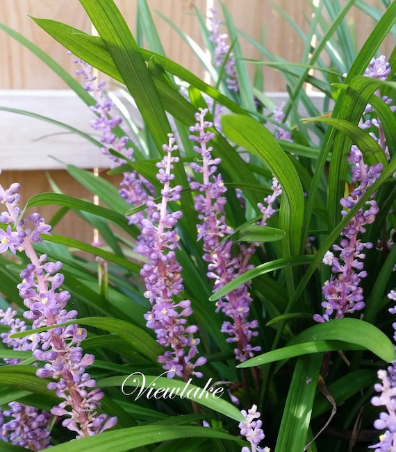 Six (6) Liriope Plants- Lily Turf - Monkey Grass - Heat and  