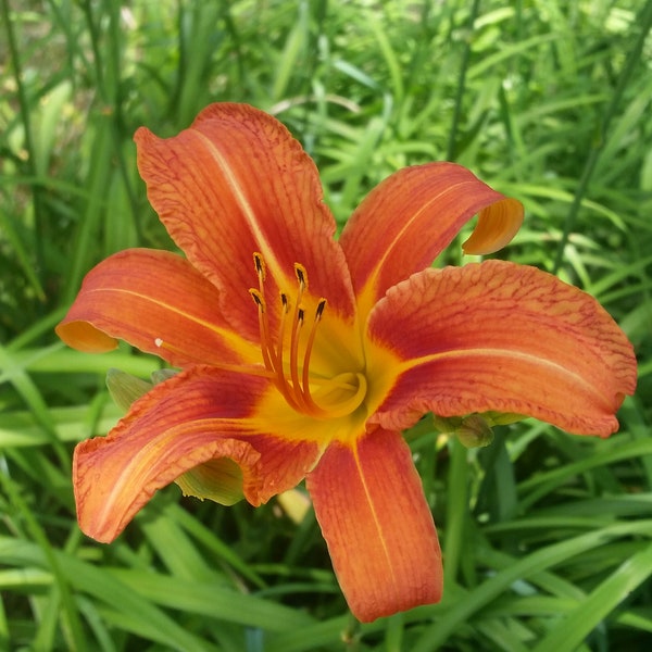 Three (3) LARGE Orange-Red Daylily Live Plants - Perennial Ground Cover or Garden Accent -Easy to Grow Hardy Plant