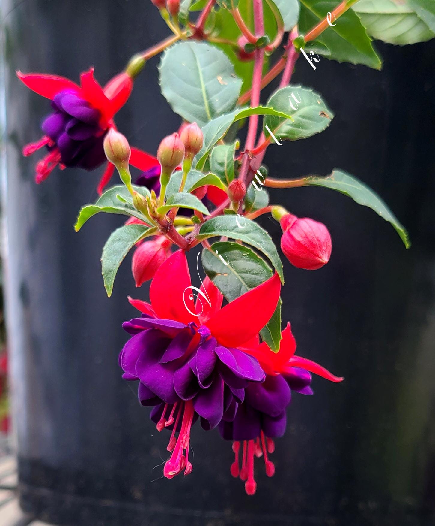 Double Purple -red Fuchsia Plant, Heavily Rooted Starter Plant 6-8" Tall,  Live Plant, House Plant, Patio Plant, Plant Gift - Etsy