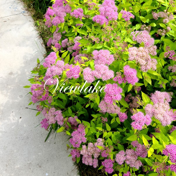 Goldmound Carpet Spirea Japonica - Lemon-Colored Foliage and Lovely Pink flowers - Heat Drought Tolerant 4" Container-Sized Live Plant