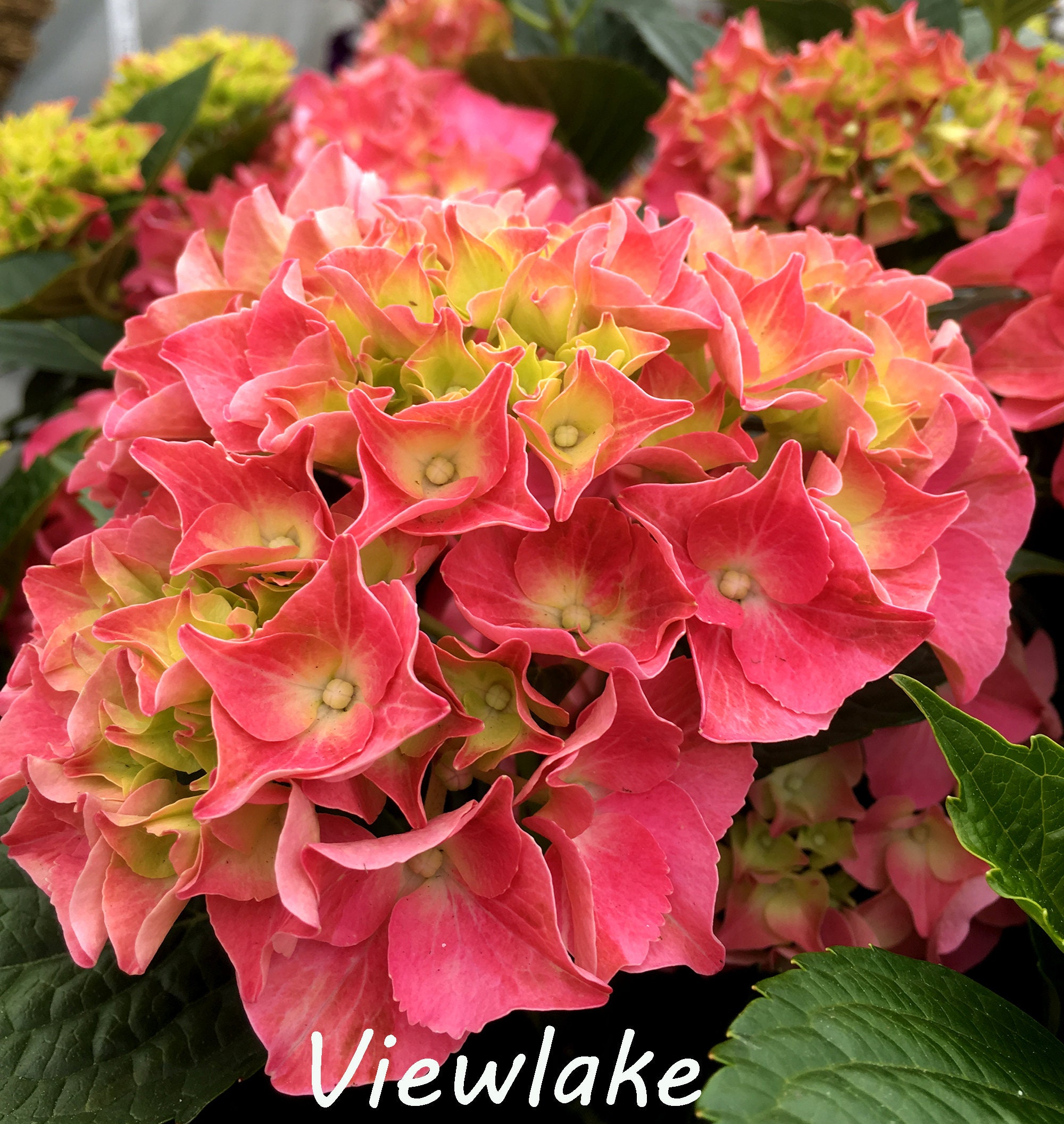 Large Hydrangea macrophylla Merritt s Supreme Big Leaf hydrangea Blooming 15 20 Tall Etsy