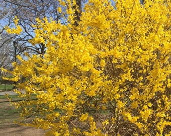 Lynwood Gold Forsythia Flowering Shrub Live Plant Gift- Spring Bloom -Easy to Grow Hardy PLant