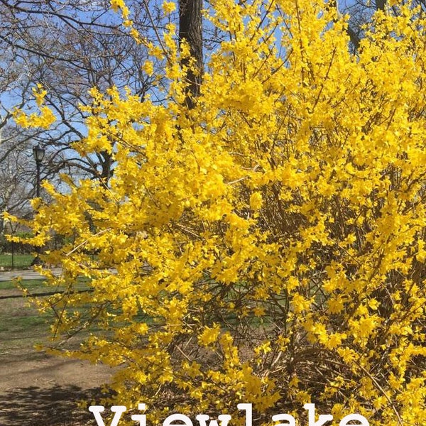 Lynwood Gold Forsythia Flowering Shrub Live Plant Gift- Spring Bloom -Easy to Grow Hardy PLant