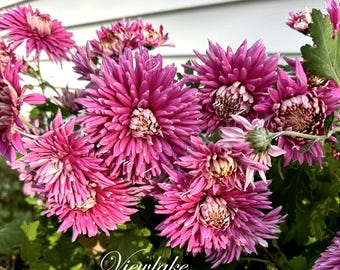 Rare Chrysanthemum 'Purple Snow' Garden Mum Perennial Mum - ship with flower buds now, Perennial