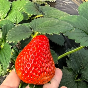 May include: A large, bright red strawberry with a textured surface featuring small seeds, attached to a green stem. The fruit is surrounded by several broad, serrated green leaves that extend outward from the central plant structure.