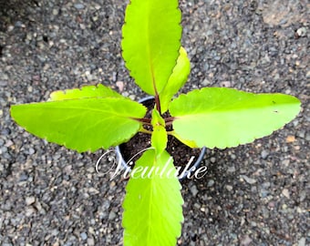 Kalanchoe Pinnata Plant Bryophyllum pinnatum Leaf of Life - Organically Grown  Live Plant